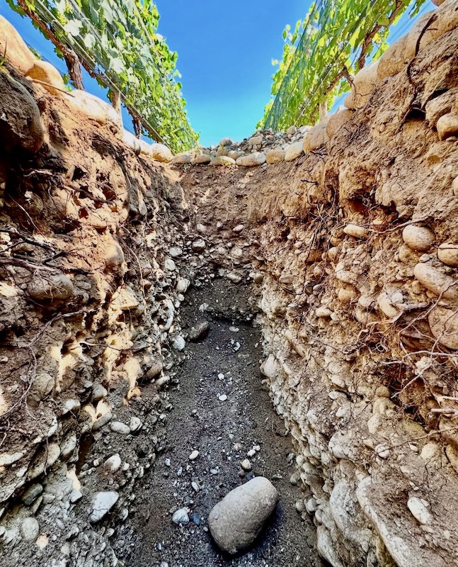 Suelos vivos y Vinos de Terroir - Presencial - ABIERTO